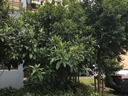 崧泽华城佳福雅苑