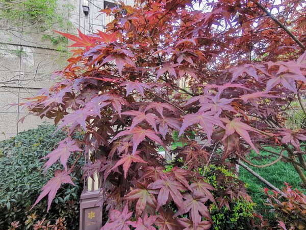 青岛中欧国际城金茂悦(西四区A16)中欧国际城金茂悦(西四区A16) 可短租可长租无中介随时看房出租房源真实图片