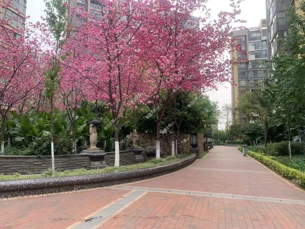 【多图】樱花语阳光里,世纪城租房,银海樱花语3房 看房方便 端户,官渡