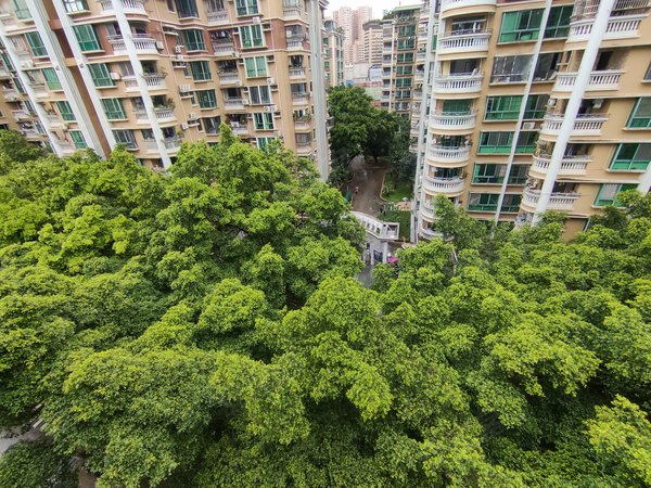 广州白云京溪云景花园云枫苑居家推荐来咯 云景花园大三房115平 南北