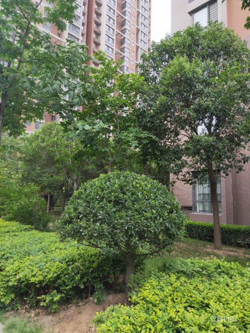 西安房产网></p></a>西安二手房>未央二手房>北二环西段二手房>荣城名苑>488