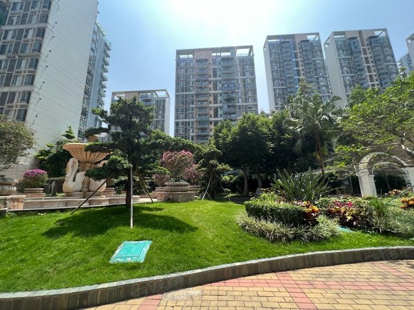 深圳福田福田中心区城中雅苑稀有户型,精装31房,南北通透,安静看花园