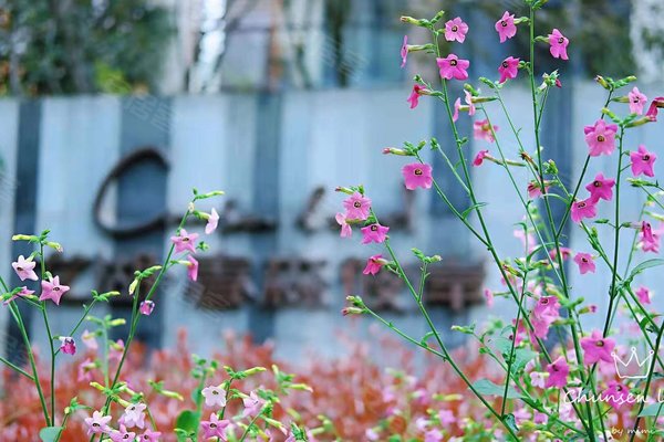 龙湖春森彼岸 1期 北滨一路258号 重庆龙湖春森彼岸 1期 二手房 租房 重庆安居客