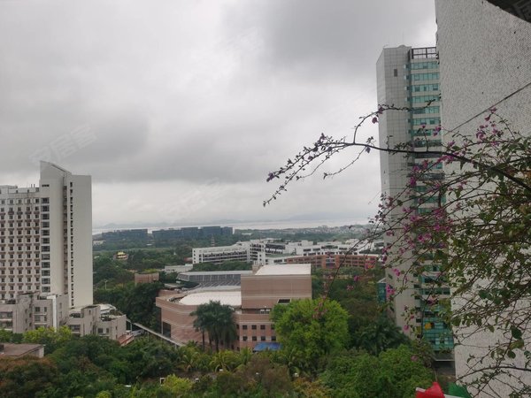 深圳南山华侨城湖滨花园(南山)华侨城对面湖滨花园电梯大三房出租.