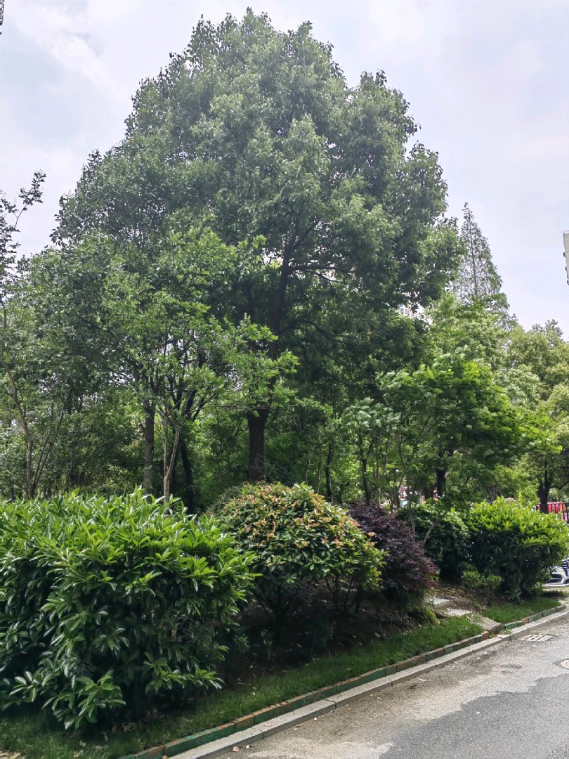 星河港湾 3室2厅1卫