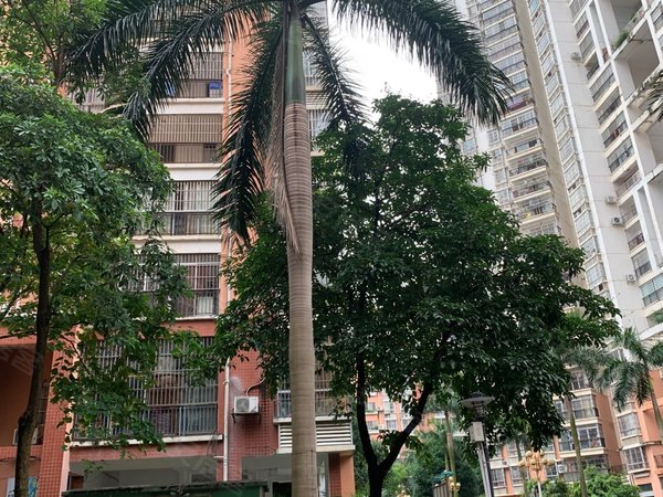 南宁西乡塘安吉棕榈湾棕榈湾小区电梯2房 租金1300,随时可以看房出租