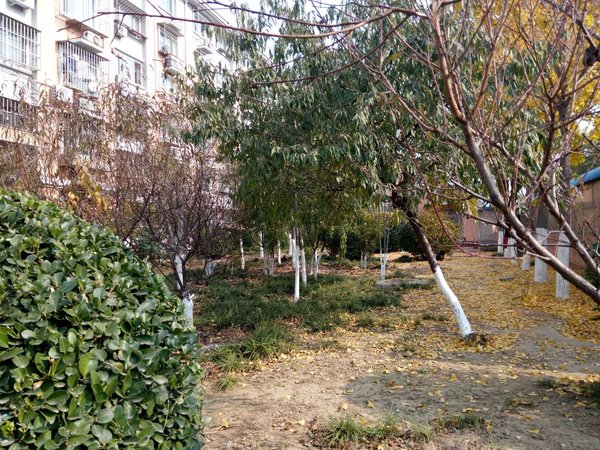 万树园,厢黄旗路-北京万树园二手房,租房-北京安居客