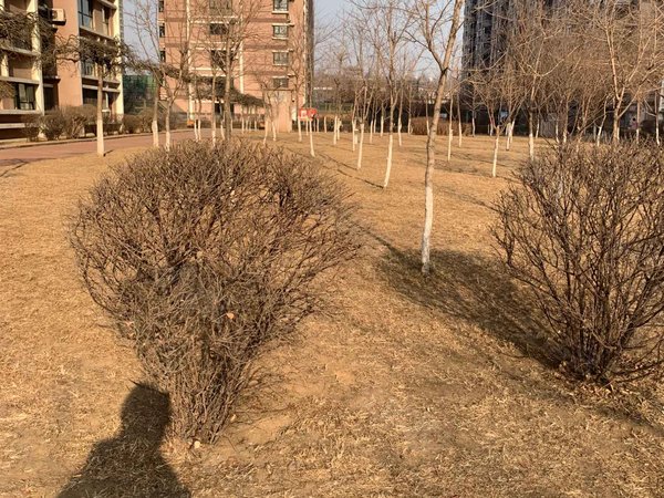 四隆花园,解放东路285号-鞍山四隆花园二手房,租房-鞍山安居客