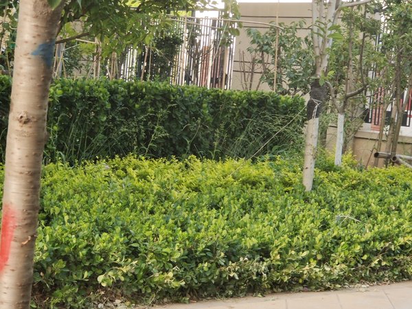 福邸花园,祥瑞街,近华光路-淄博福邸花园二手房,租房-淄博安居客