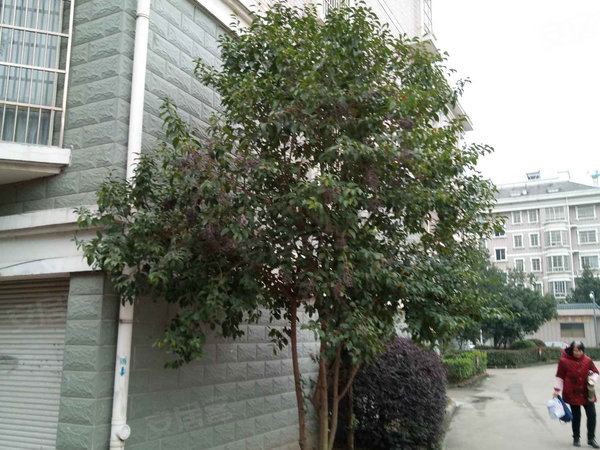 义乌小区 义乌周边小区 佛堂小区 新安里小区实景图 1 13&