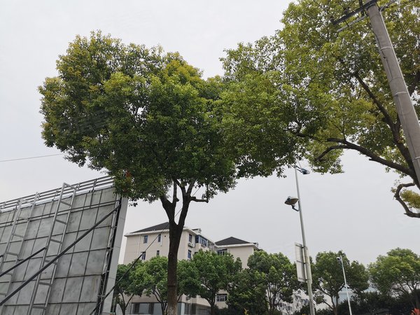 黄渡劳动街多少钱一次