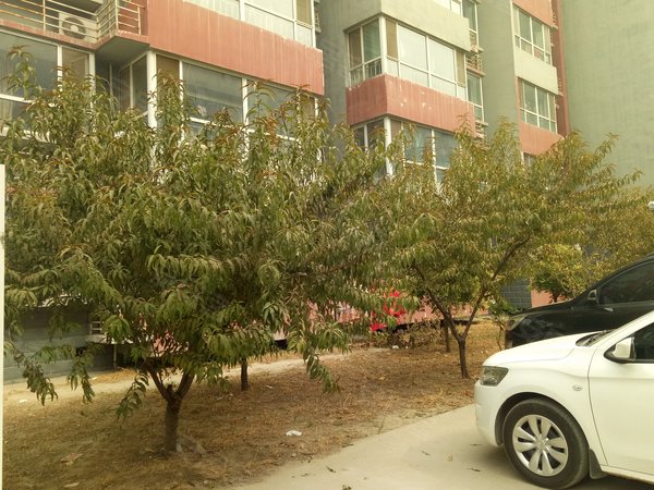 祥安公寓,嘉华路 - 石家庄祥安公寓二手房,租房,房价-石家庄安居客