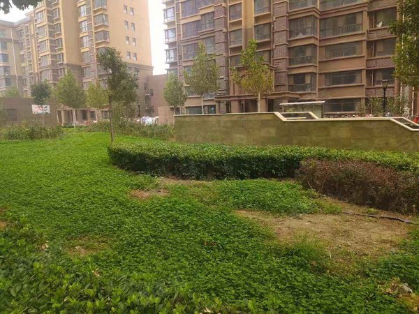 石家庄小区 辛集小区 辛集城区小区 朝阳华府实景图 1/ 18  