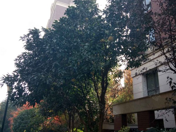 宁波小区 慈溪小区 慈溪市区小区 橡树湾 实景图 1/ 13  