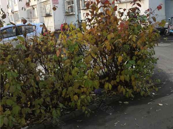 北欧花园 建安西路 北京北欧花园二手房 租房 北京安居客