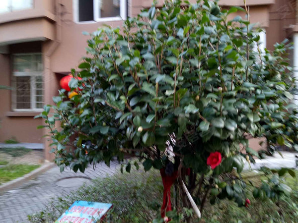 京都花园 罗阳大道 温州京都花园二手房 租房 温州安居客 京都花园 罗阳大道 温州京都花园二手房 租房 温州安居客