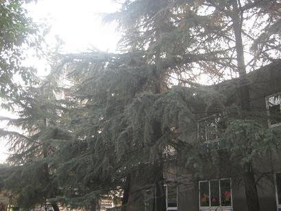 竹溪园,望丛中路228号-成都竹溪园二手房