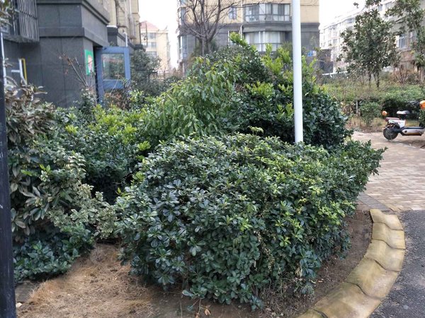 连云港小区 海州小区 苏宁广场小区 枫林湾实景图 1/ 18  &