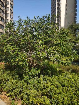 西湖二手房 建设西路二手房 鸿基房产 鸿基房产抚生佳园分行 程明的