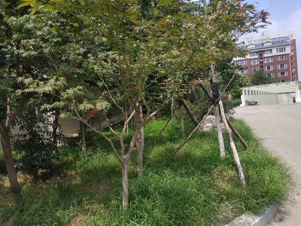 济南小区 长清小区 长清湖小区 艺苑小区实景图 1/ 12  