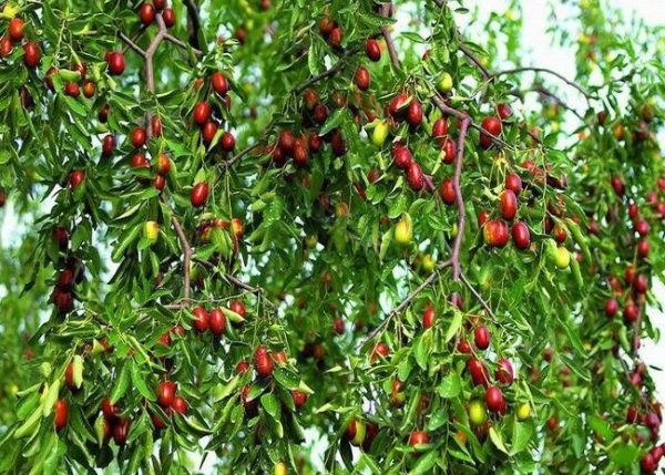 【多图】b个人一库车四区镇90亩10年红枣园对外承包或出售-阿克苏58安