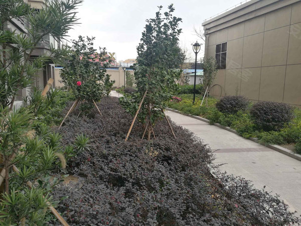金茂花园 龙港-财富广场-站港大道