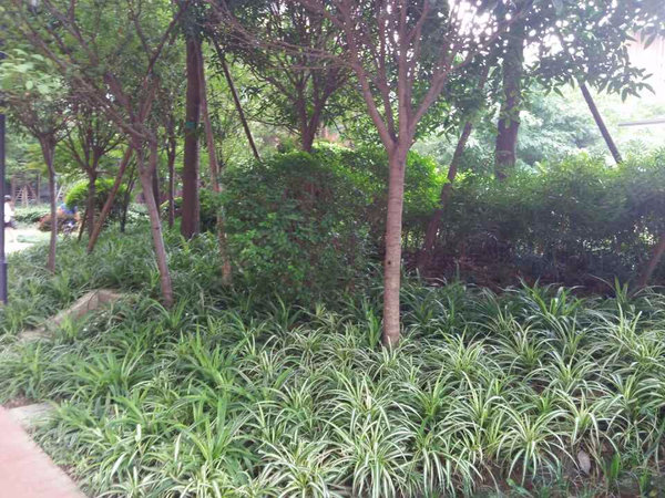 塔子山壹号 二郎山路66号 成都塔子山壹号二手房 租房 成都安居客