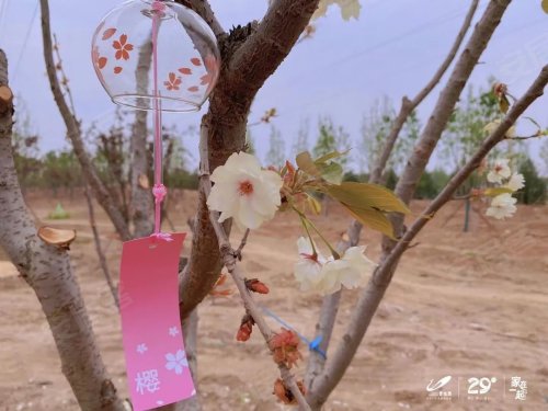 凤凰城一周年，大城初现。