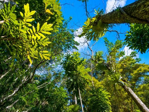 lush 23.5 acre rainforest p.