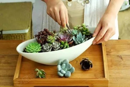 青啤龙悦湾|心沁绿意多肉diy缤纷开启