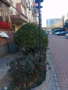 圖片