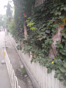 圖片