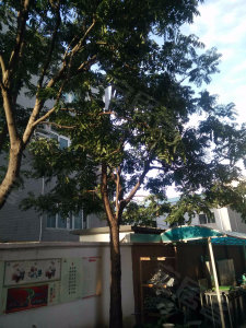 圖片